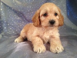 Female cockapoo Puppy for sale Born 2-18-13| Ready 4-15-13|Iowa, Minnesota, Wisconsin, and Illinois cockapoo Breeders are welcome here!